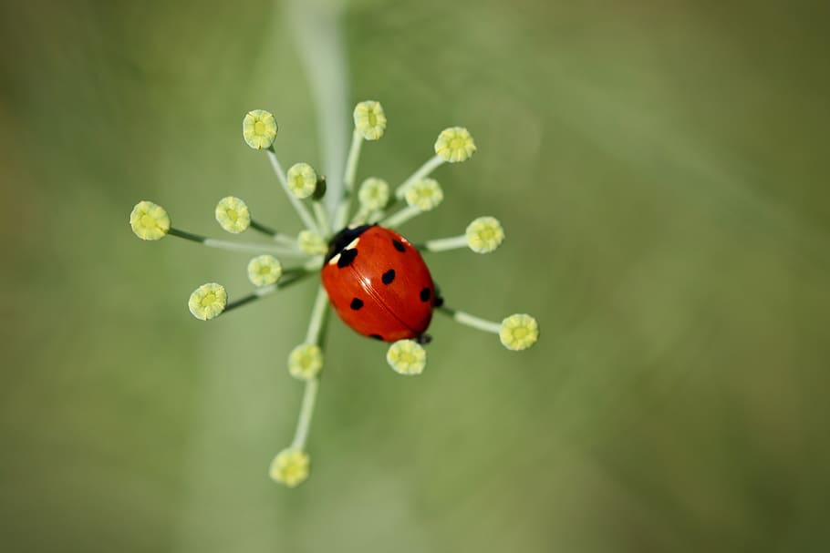 ladybug, kumbang, serangga, merah, poin, musim panas, pesona keberuntungan, tutul, keberuntungan, bunga