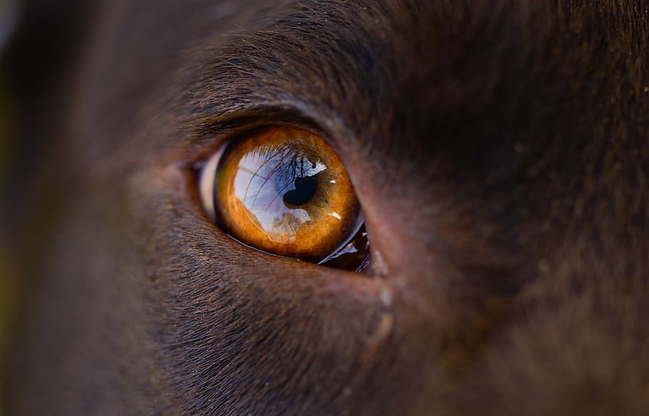 close-up photo, animal, right eye, dog, eye, orange, labrador, mammal, wildlife, portrait