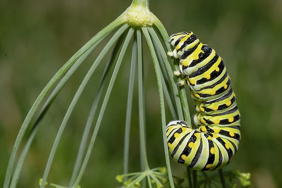 caterpillar, insect, larva, garden, animal wildlife, plant, green color, focus on foreground, animal themes, nature