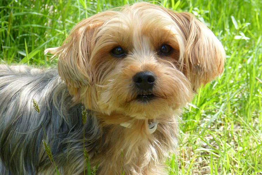 yorkshire terrier, perro, raza de perro, perro pequeño, un animal, canino, doméstico, temas de animales, mamíferos, mascotas