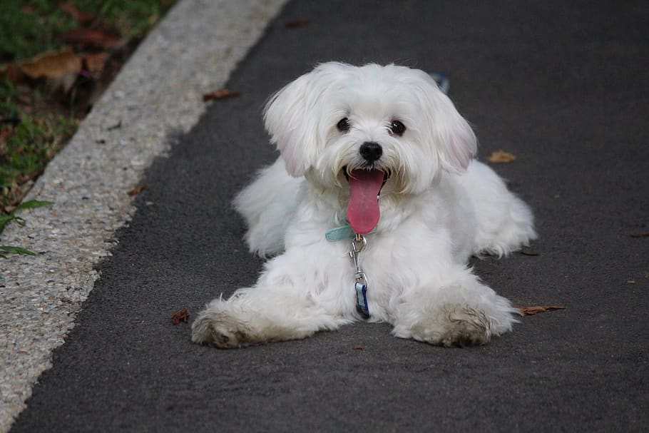 dog, puppy, maltese, pet, cute, canine, adorable, young, white, outdoors