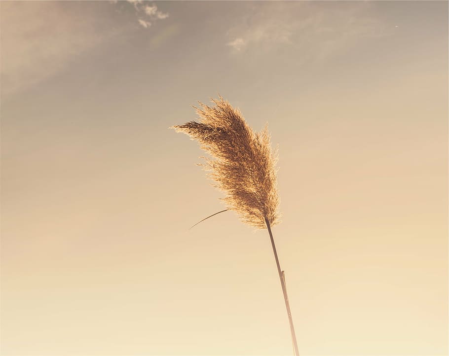 rice grains, blue, sky, brown, wheat, clear, plant, sunset, cereal plant, nature
