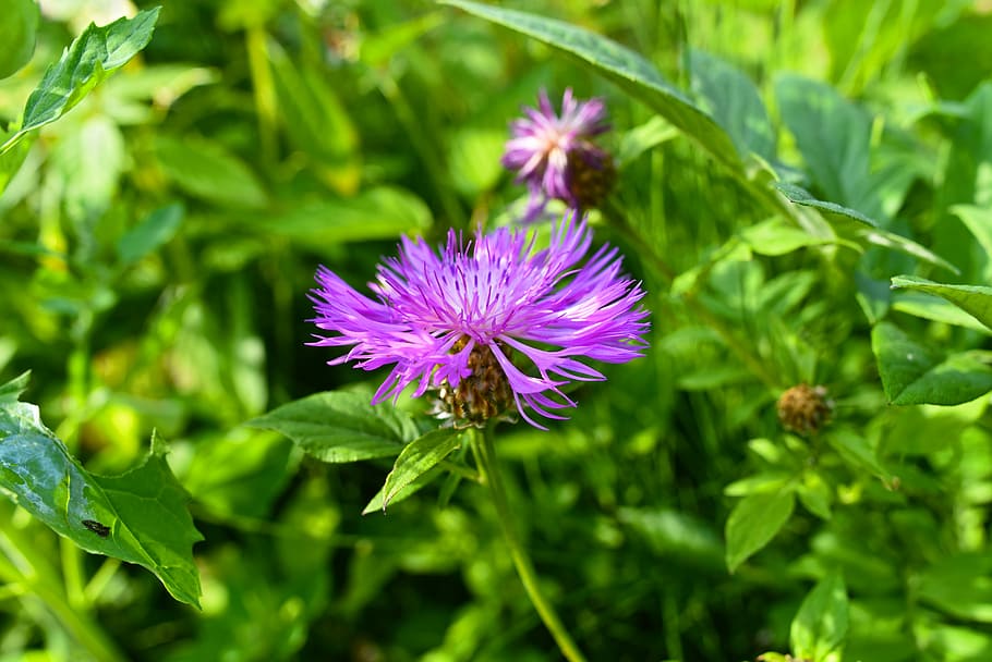 greater knapweed, plant, flower, perennial, centaurea scabiosa, herbal healing, attractive for bees, attractive for butterflies, flowering plant, freshness
