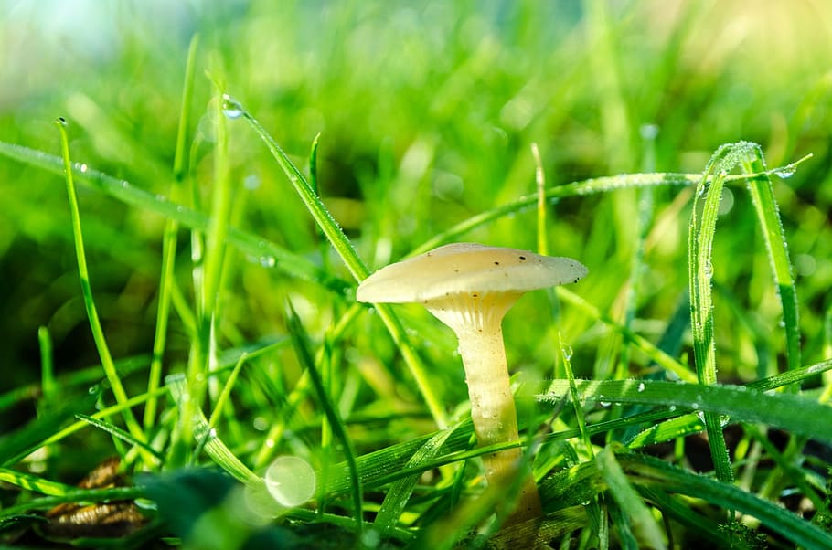 mushroom near grass, brown, day, fungi, fungus, grass, growing, growth, mushroom, mycology