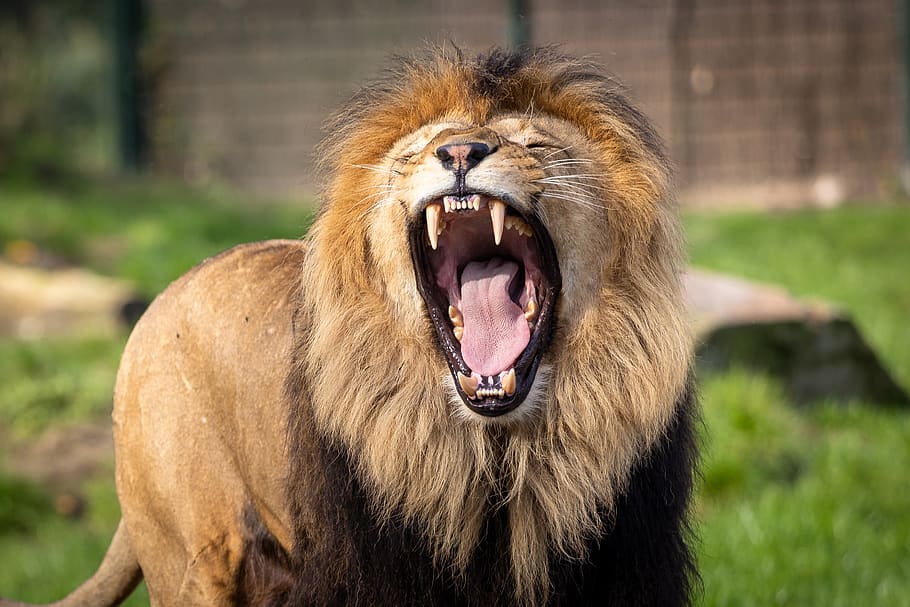 lion, zoo, africa, predator, animal, big cat, wild animal, animal world, safari, mammal