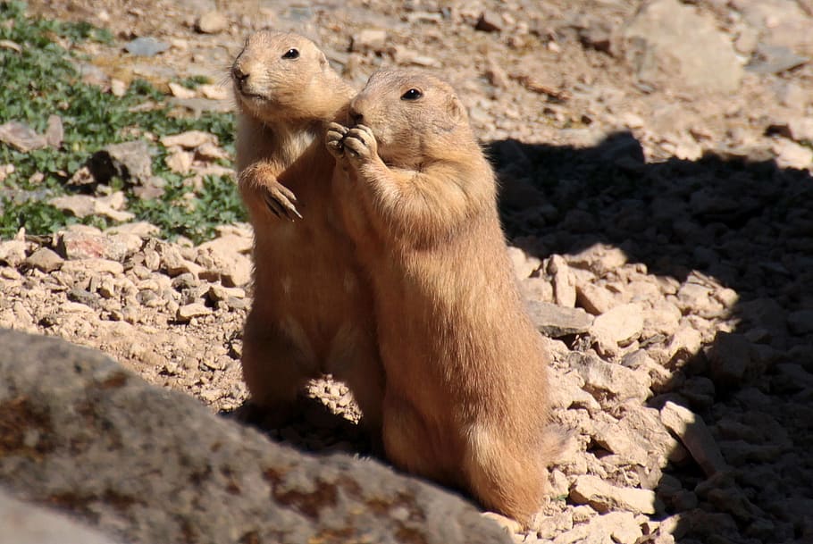 Black-Tailed Prairie Dog, cynomys ludovicianus, for two, eat, together, animal, cute, curious, small, nature