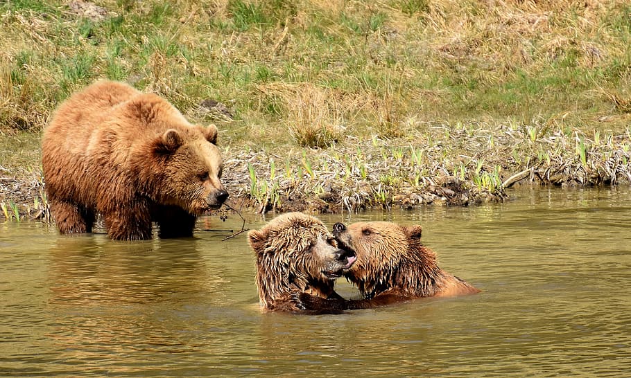 three, grizzly, bears, water, green, field, european brown bear, play, wild animal, bear