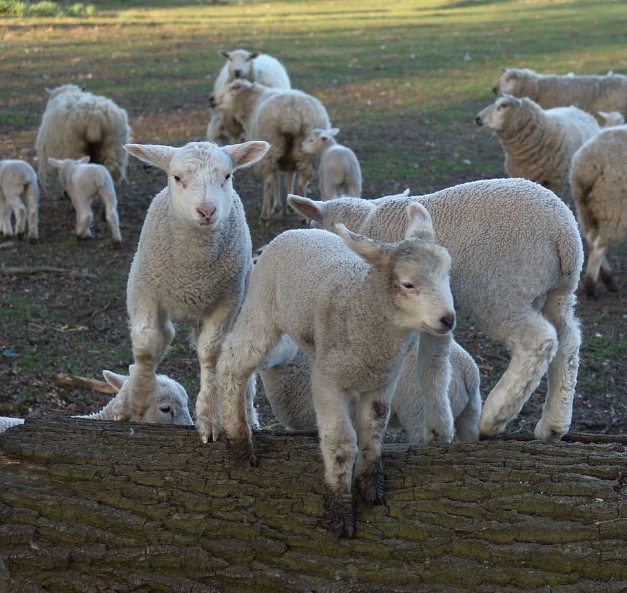 羊 子羊 イースター シャフチェン 若い動物 動物のテーマ 家畜 哺乳類 日 動物のグループ Pxfuel