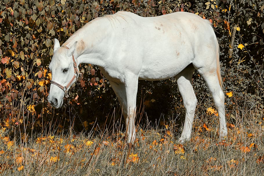 horse, white, pasture, mold, white horse, autumn, graze, tail, pferdeportrait, bridle