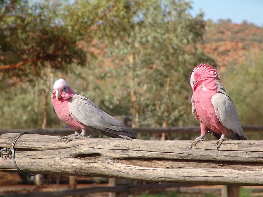 ガラ 鳥 オーストラリア ピンク 2匹の動物 動物のテーマ 止まった 日 ピンク色 脊椎動物 Pxfuel