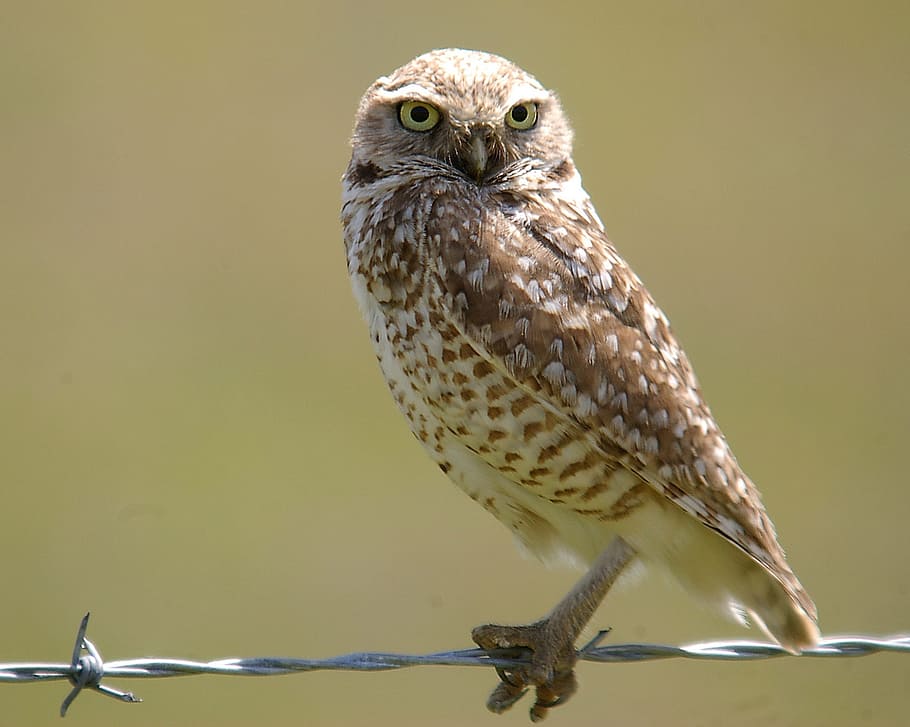 selective, focus photography, brown, owl, grey, steel barbwire, little owl, perched, wire, portrait