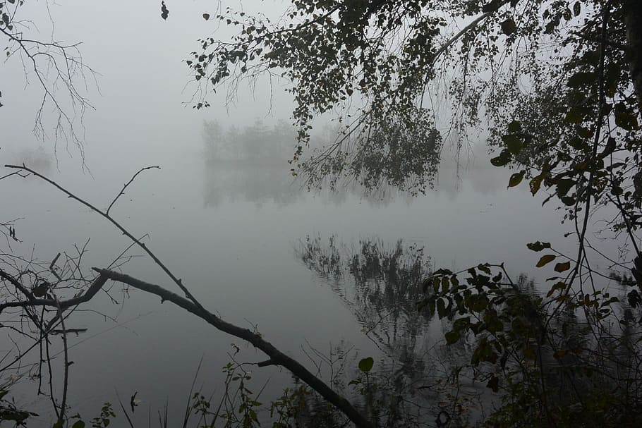 Moor, Fog, Landscape, Moorland, Nature, swamp, gloomy, wetland, reflection, tree