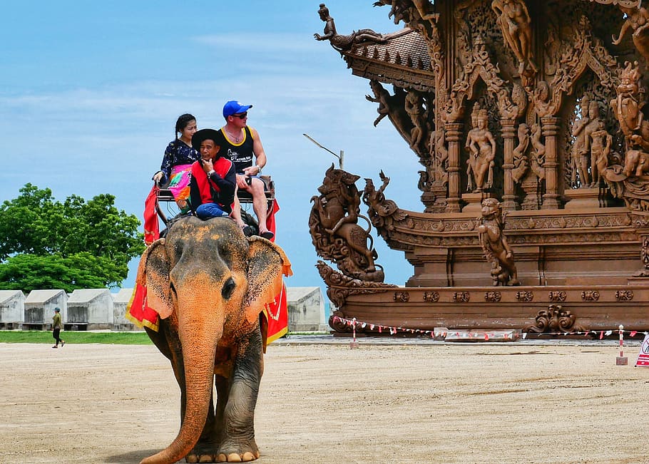 thailand, travel, elephant, temple, sanctuary or truth, outdoor, holiday, mammal, real people, art and craft