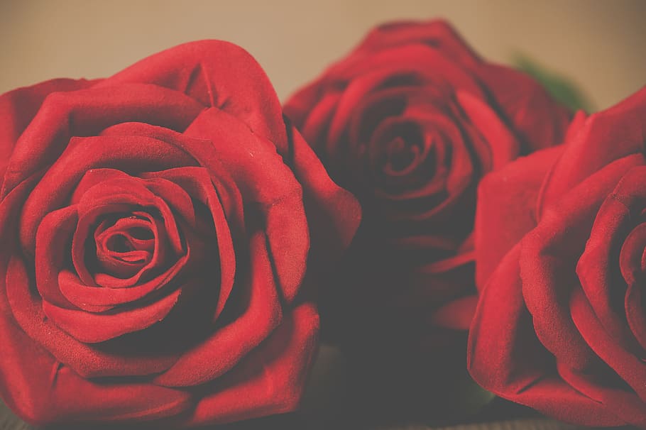 tres, rojo, rosa, flores, rosas, pétalo, amor, romántico, floración, san valentín