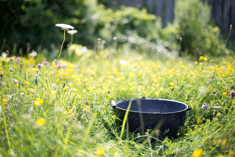 cauldron, bed, flowers, washtub, kettle, nature, outdoors, antique, plant, grass