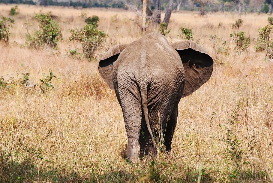elephant, grass field, Safari, Tanzania, Africa, National Park, animal, wild animal, butt, safari Animals