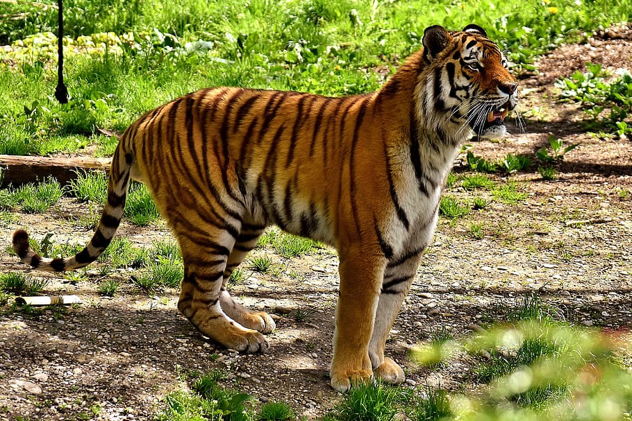 naranja tigre de bengala, naranja, tigre de bengala, tigre, depredador, pelaje, hermoso, peligroso, gato, fotografía de vida silvestre
