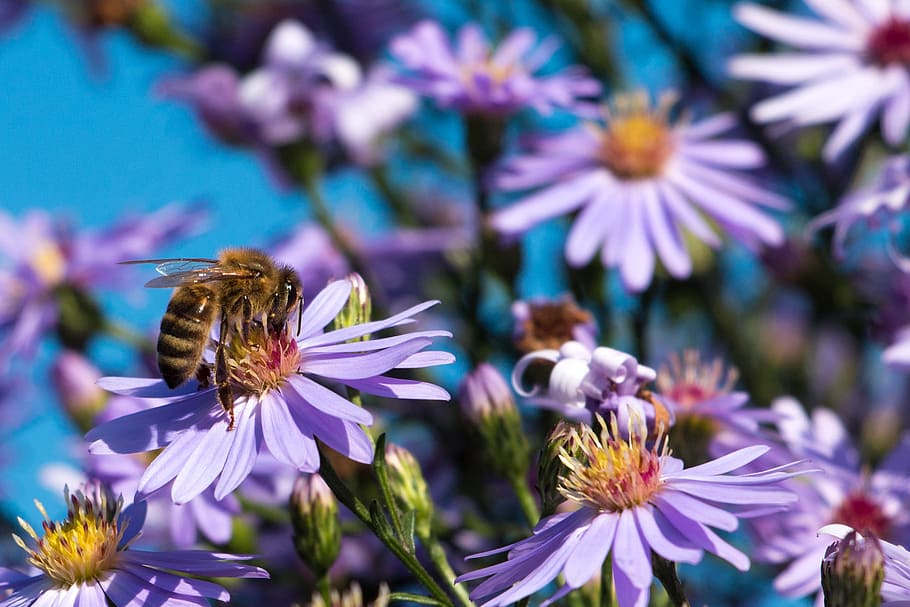 Abeja, insecto, miel de abeja, cerca, macro, animal, asters, flores, púrpura, otoño