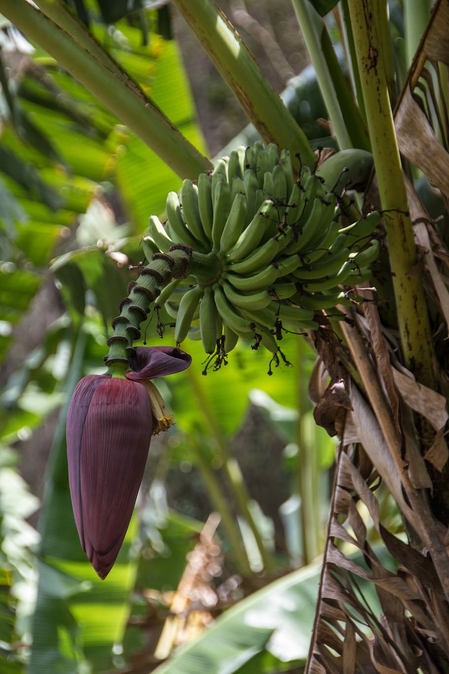 Kuba, Pisang, Bunga Pisang, semak pisang, buah hijau, perkebunan pisang, tropis, buah, tanaman pisang, makanan dan minuman