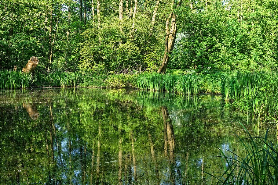 cuerpo, agua, árbol, durante el día, estanque, reflexión, bancos, vegetación, juncos, acorus calamus