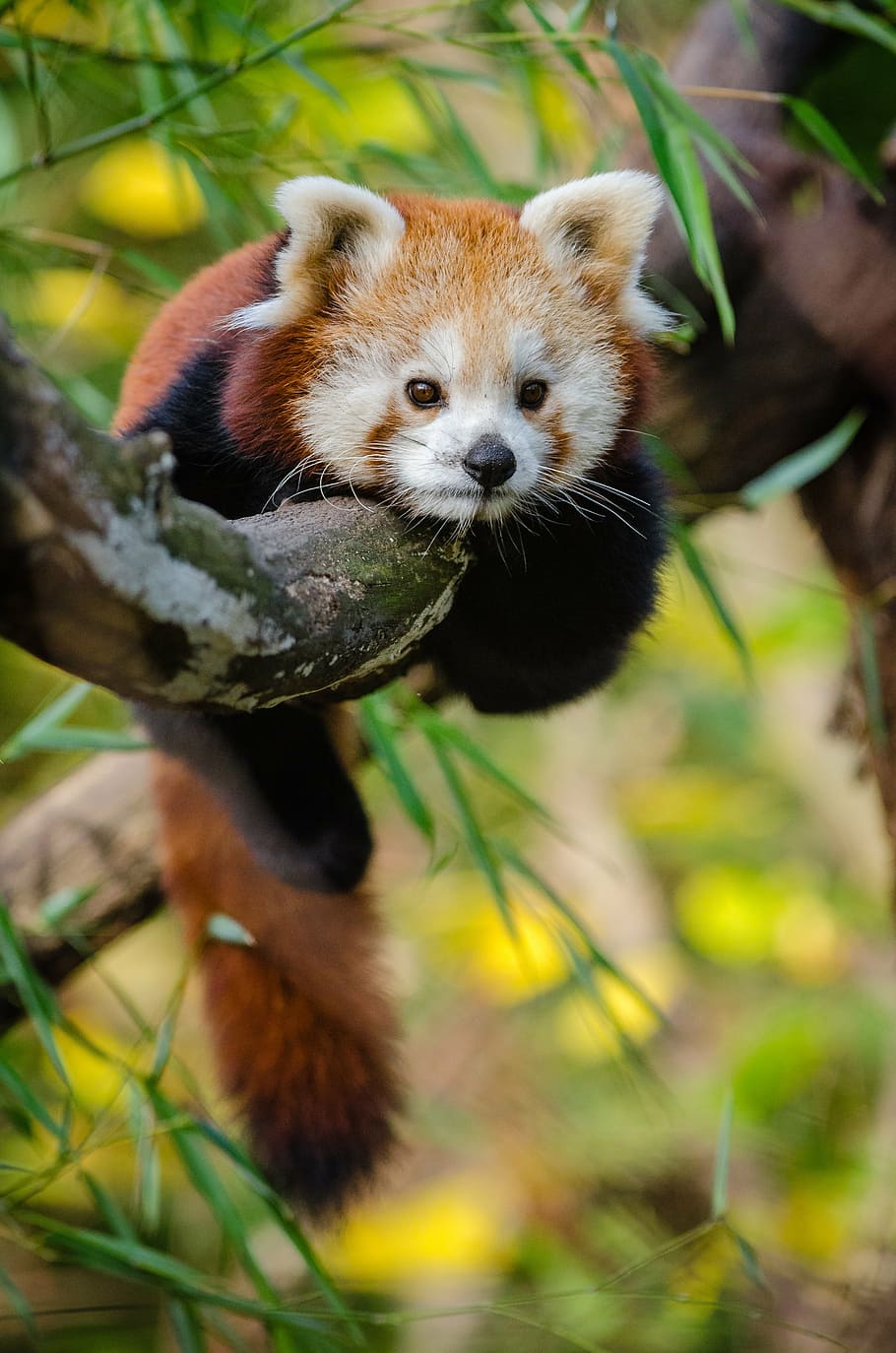 red, panda, tree branch, animal, cute, red panda, tree, wildlife, zoo, one animal