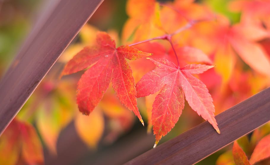 日本カエデ カエデの葉 秋 秋の壁紙 洗い流された 秋の色 赤 黄色 ブルゴーニュ 葉 Pxfuel