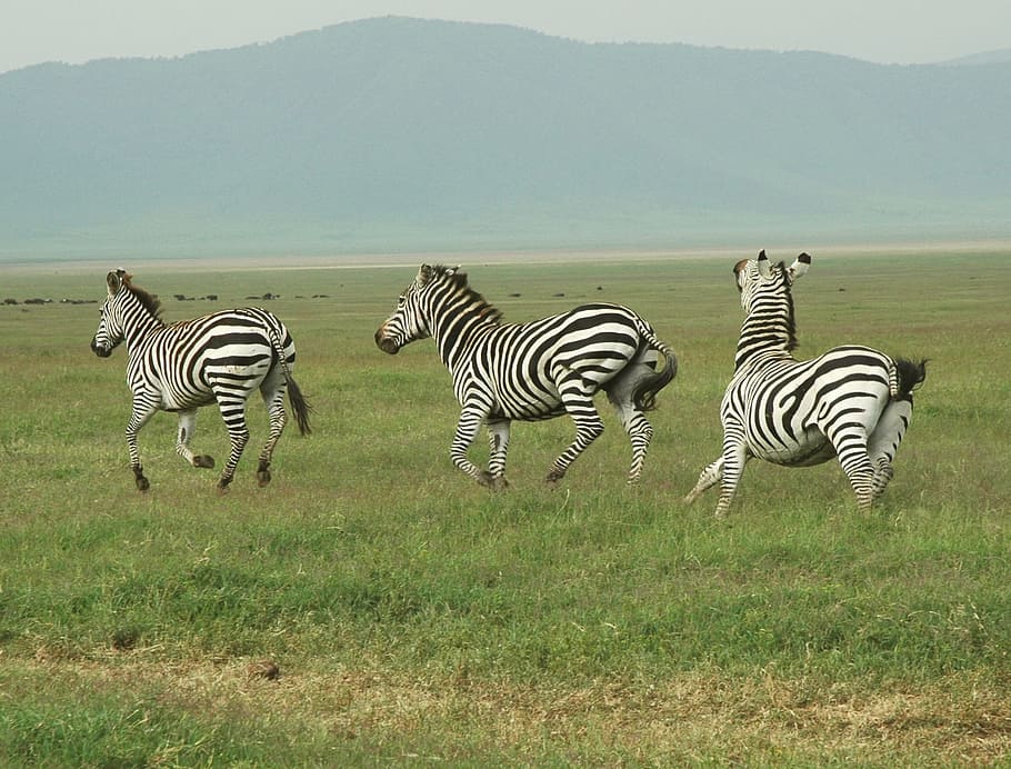 Zebra, Safari, Tanzania, Animal, wildlife, wild, zoology, mammal, species, wilderness