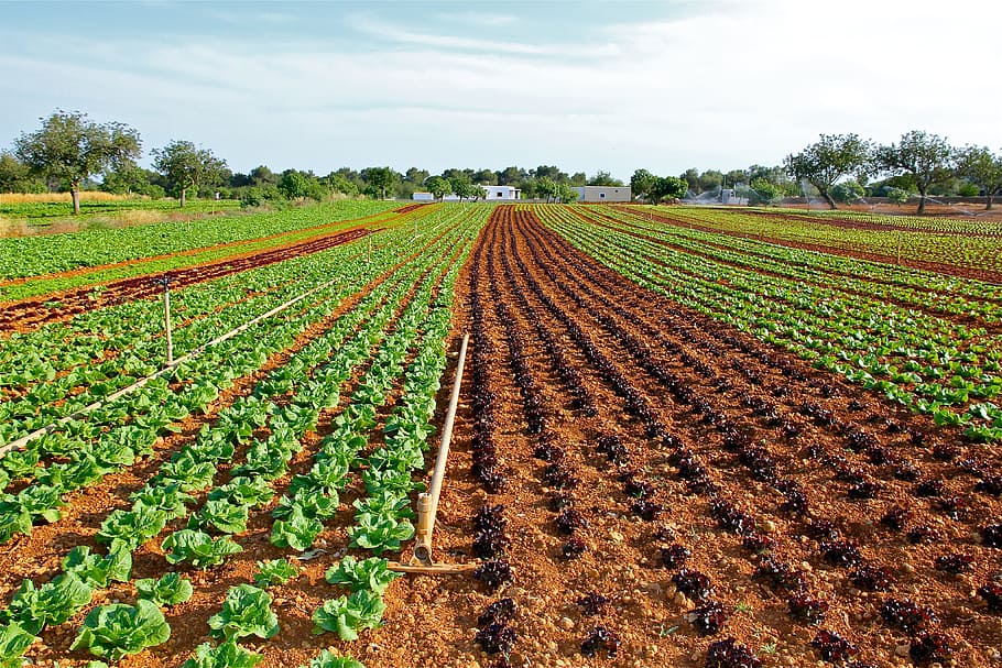 green, leafed, plant field, Lettuce, Field, Cultivation, Vegetable, lettuce field, growing lettuce in ibiza, agriculture