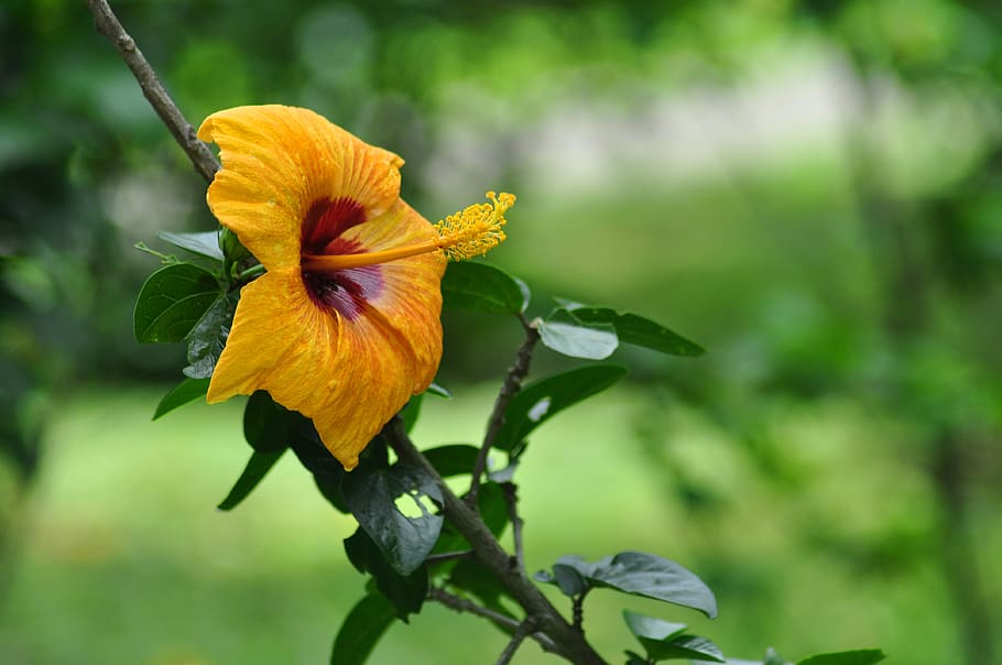 yellow hibiscus, closeup flower, peradeniya botanical garden, flower, flowering plant, fragility, vulnerability, plant, petal, beauty in nature