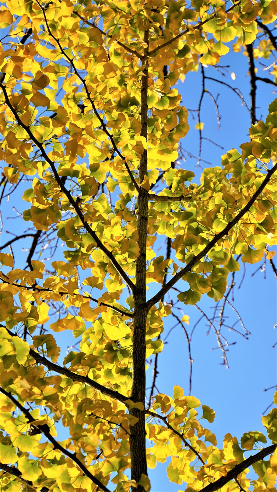 ginkgo tree, sky, blue, autumn, yellow, leaves, tree, ginkgo, colorful, schönwetter