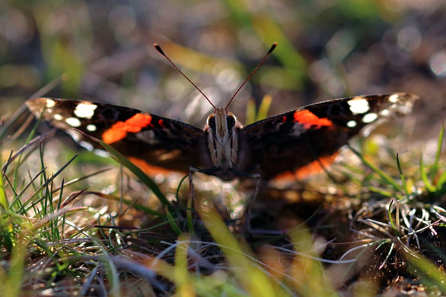 red admiral, butterfly, insect, nature, admiral, red, animal, summer, butterflies, lepidoptera
