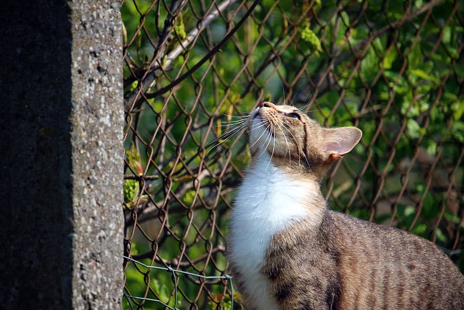calico, cat, looking, chain link fence, Kitten, Mackerel, Tiger Cat, mieze, cat baby, young cat