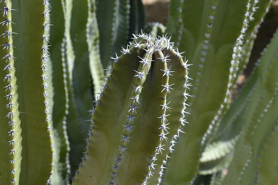 cactus, green, prick, desert, natural, plant, nature, succulent, thorn, sharp