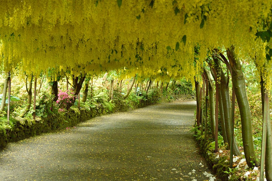 asphalt road, surrounded, trees, flowers, laburnum arch, yellow, wales, colored, pathway, path