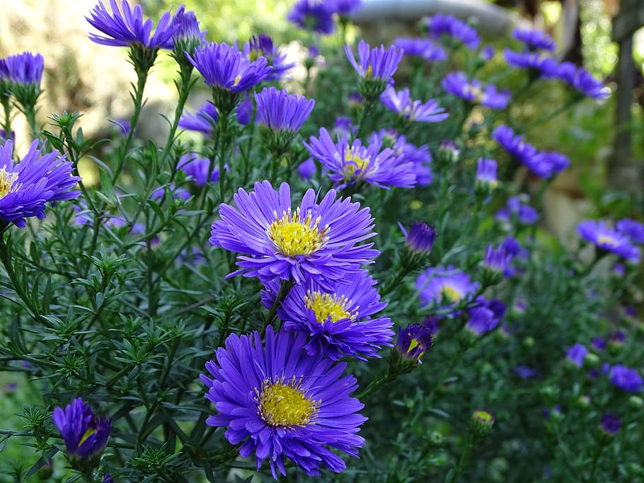 aster, herbstaster, composites, sweet, late summer, autumn, close, autumn-flowers, flowering plant, flower