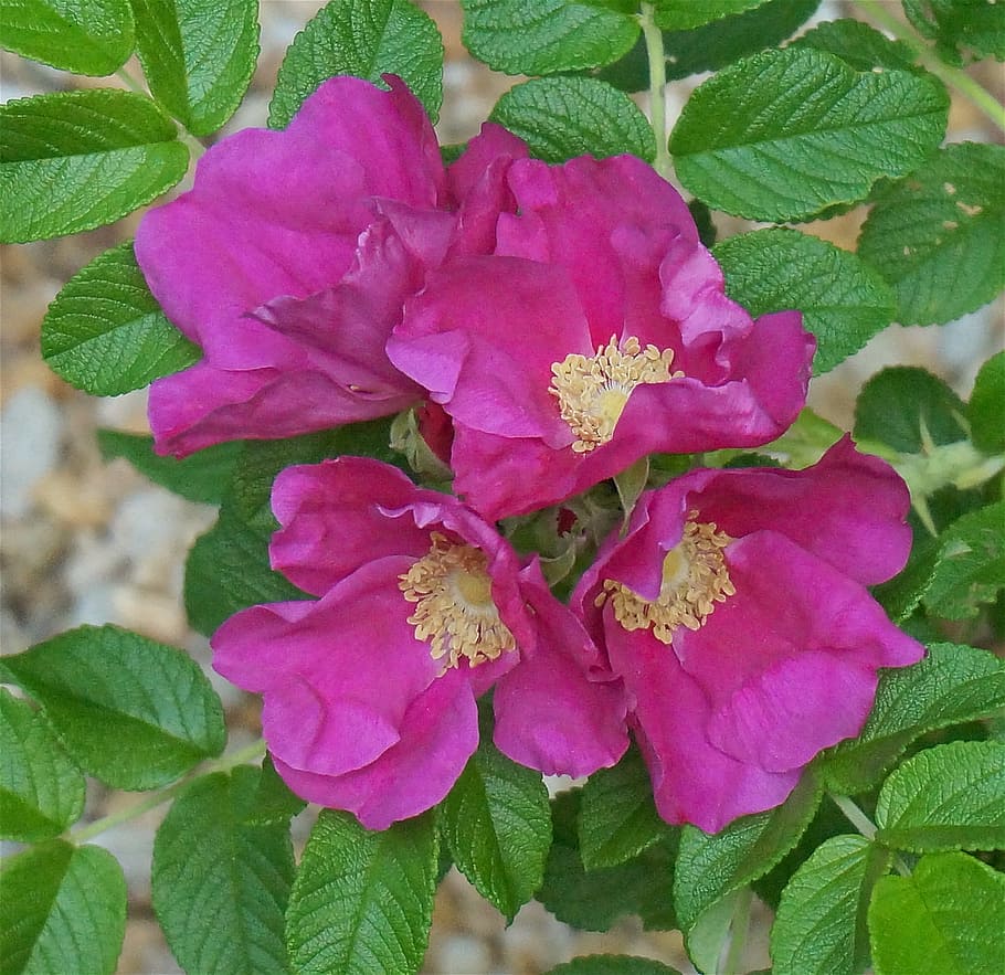 Rugosa Rose, Rose Quartet, rugosa rose quartet, mawar, bunga, mekar, tanaman, pink, hot pink, klaster