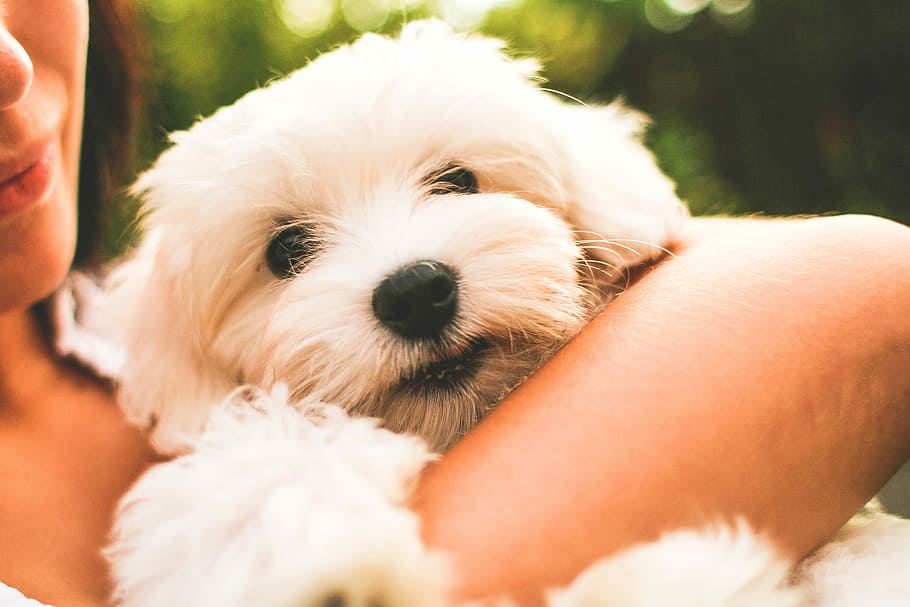maltese dog puppy, Maltese Dog, Puppy, dogs, puppies, dog, pets, friendship, animal, outdoors