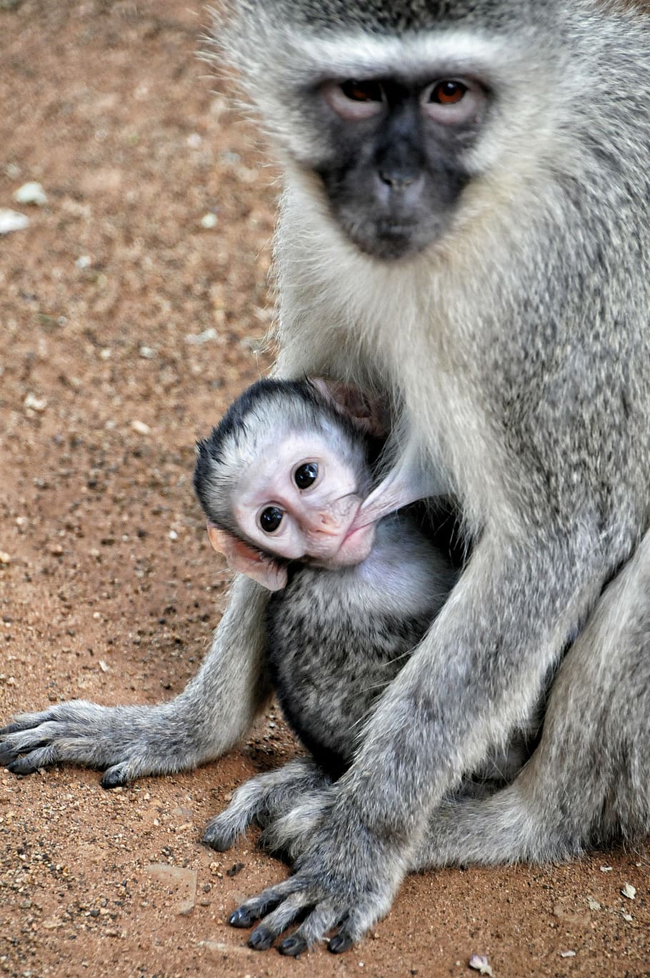 baby monkey, sucking, breast, grivet monkey, south africa, kruger park, pocket, mother, breastfeeding, baby