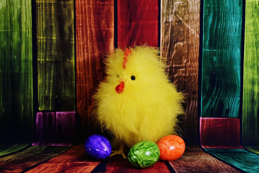 ayam, anak ayam, telur, telur paskah, telur warna-warni, bulu, unggas, musim semi, sarang, Paskah