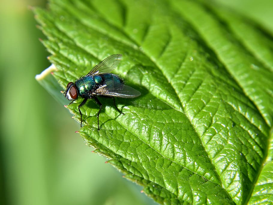 Fly, Leaf, Close, Insect, Nature, green, bluebottle, green color, one animal, animal themes