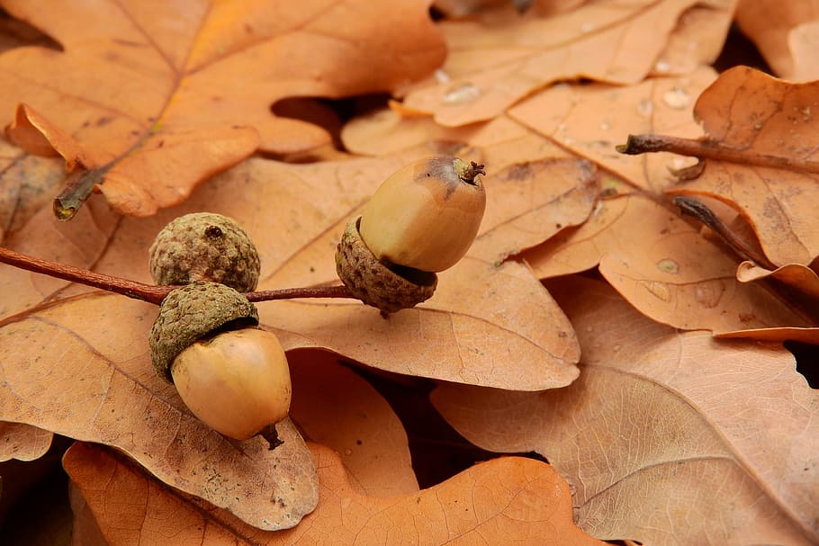 acorns, acorn, autumn leaves, autumn colors, autumn, autumn fruits, oak acorns, beauty, forest, fetus