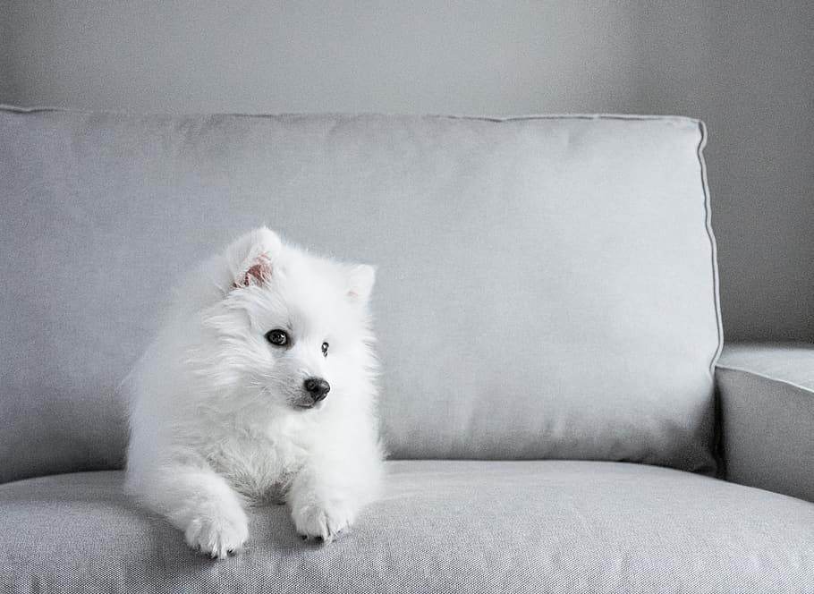 japanese, tip, spitz, dog, puppy, white, fur, long-haired, grey, sofa