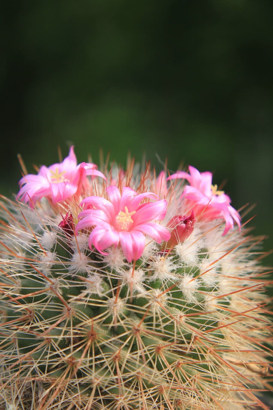 beautiful, cacti, cactus, flowers, pink, small, plants, plant, flowering  plant, flower | Pxfuel