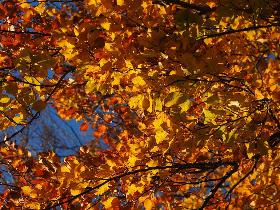 Ramo, folhas, faia, folhagem de outono, dourado, cor do outono, colorido, folhas de faia, outono, fagus sylvatica