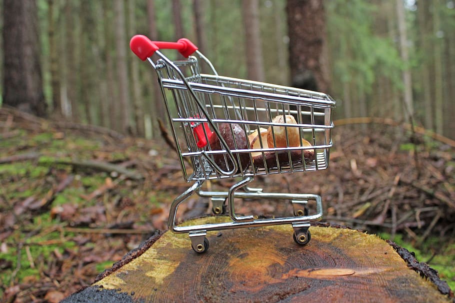 selective, focus photography, small, top, wood slab, Forest, Mushrooms, Nature, Shopping Cart, trees