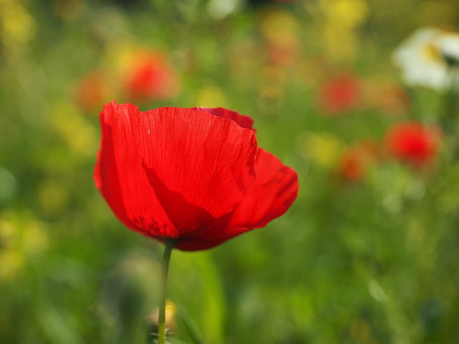 klatschmohn, bunga poppy, poppy, poppy merah, merah, bunga, mekar, bunga terbuka, kelopak, rhoeas papaver