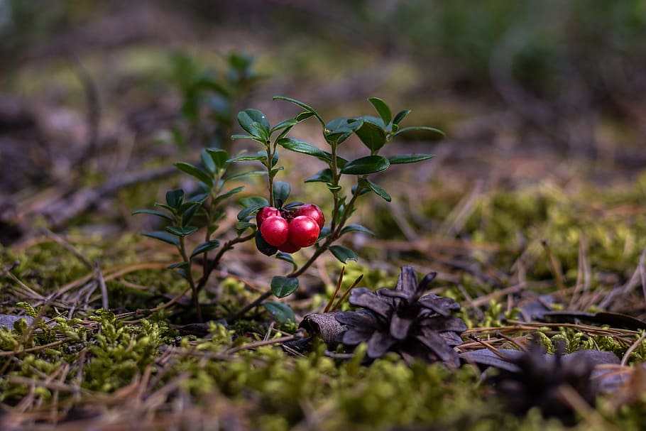 shallow, focus photography, red, fruits, cranberries, berries, forest floor, healthy, vitamins, fruit