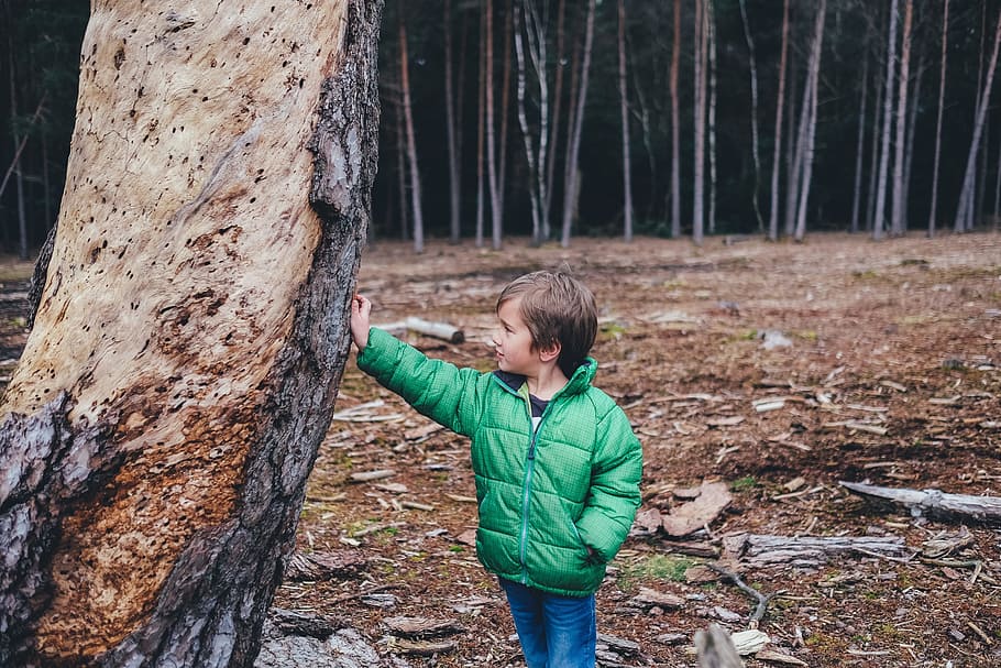 стоя, мальчик, трогательный, ствол дерева, дневное время, ребенок, лес, дерево, природный, парк