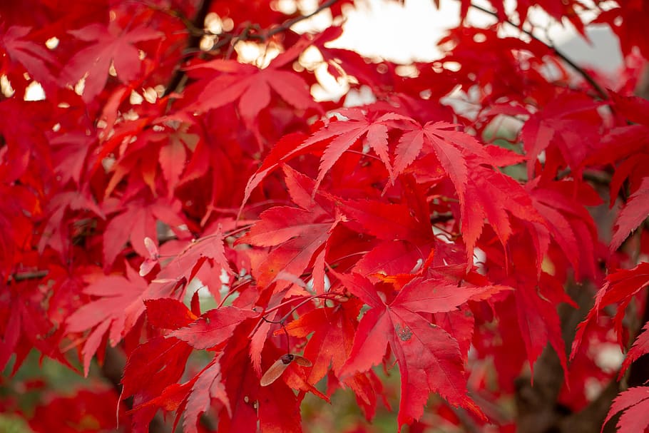 red, tree, leaves, foliage, tree branch, nature, outdoors, environment, plants, vegetation