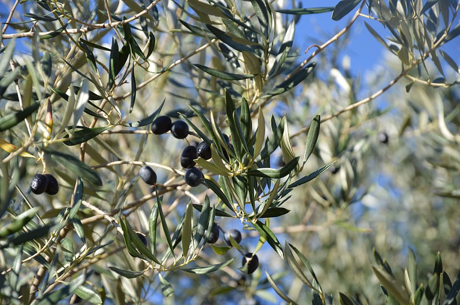 olivier, olives, black olives, plant, growth, olive, tree, olive tree, focus on foreground, branch